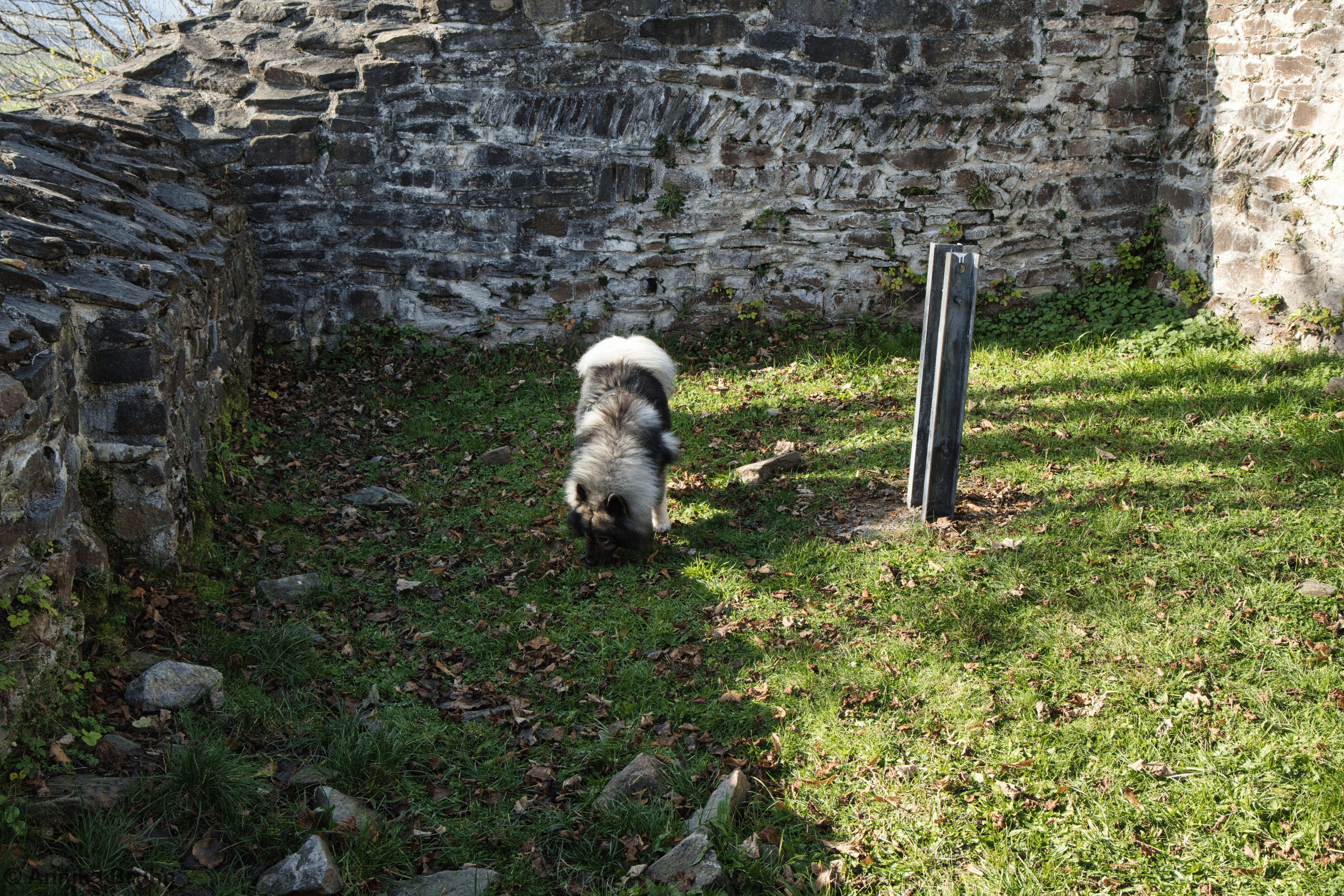 Q erforscht die Burgruine Hopfen am See.2